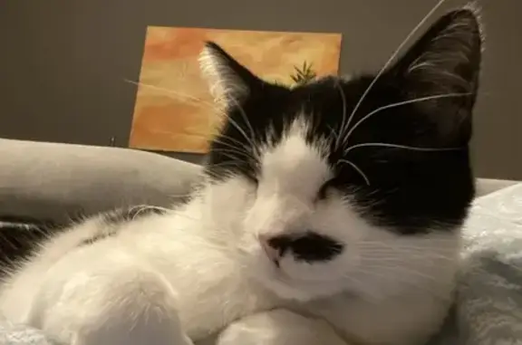 Animaux trouvés , photo: Chat noir et blanc trouvé à Schœnau
