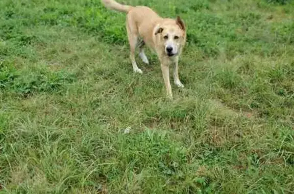 Chien perdu , photo : Chien croisé disparu à Dolmayrac