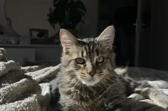 Chat perdu, Clermont-Ferrand, photo: Chat tigré perdu, Clermont-Ferrand