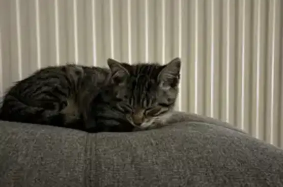 Animaux perdus Béziers, photo: Chaton perdu à Béziers, impasse Rivetti
