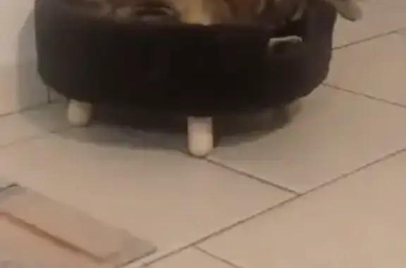 Suchi, chat peureux, perdu à Marieulles - photo