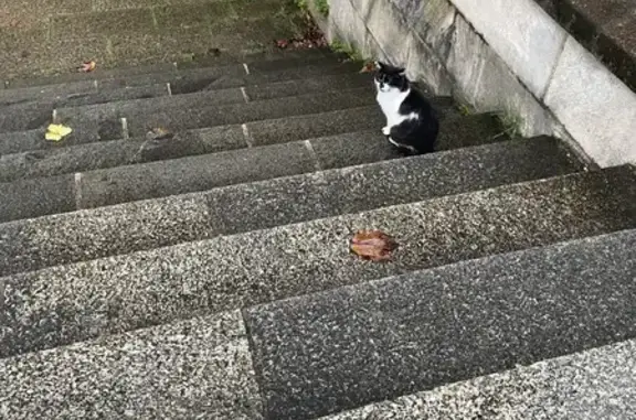 Chat perdu trouvé près de la cathédrale - photo