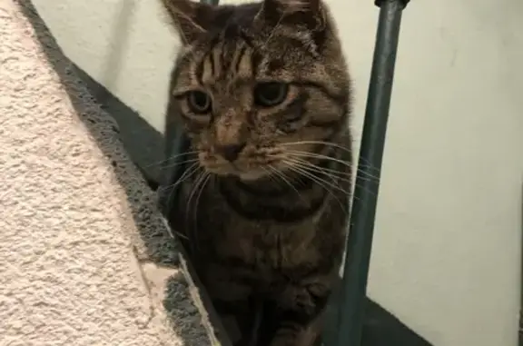 Chat trouvé, blessé, câlin, rue d'Alger - photo