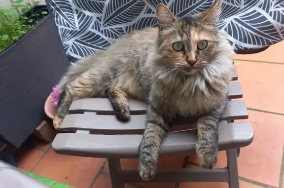 Animaux perdus Bègles, photo: Chatte tigrée perdue à Bègles