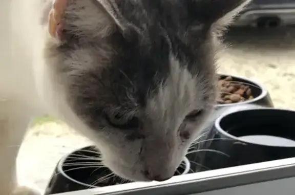 Chatte gestante tatouée trouvée à Melle - photo