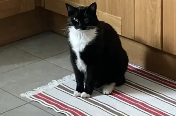 Chat perdu, , photo: Chatte européenne perdue à Rânes