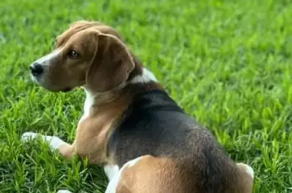 She is missing from the 6th of November. She could have gone out either late morning or afternoon. She is a Beagle and is a female with white and light brown, black colour fur. Please contact this number when you have seen her 083 649 8849.