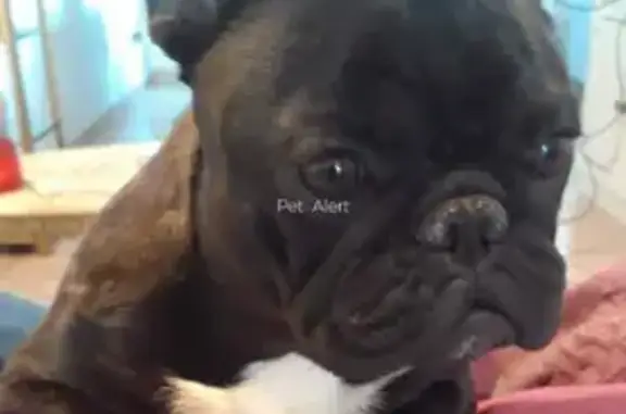 Animaux perdus Marseille Bompard, photo: Bulldog français bringé perdu à Marseille
