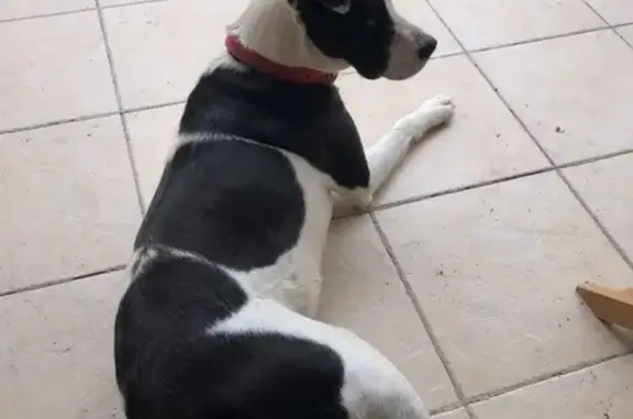 Chien trouvé , photo: Chienne croisée trouvée à Cannes-et-Clairan