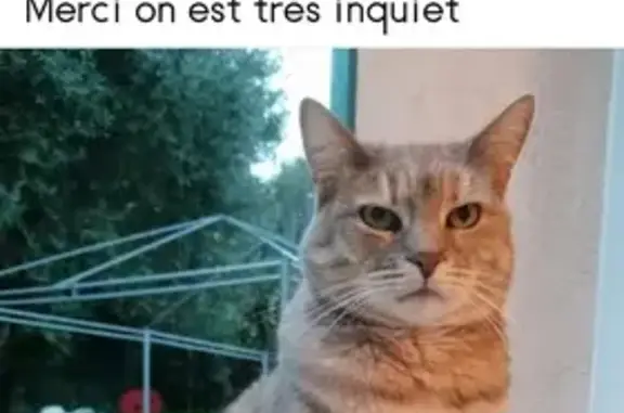 Chat perdu, La Colle-sur-Loup, photo: Chatte craintive disparue à La Colle-sur-Loup