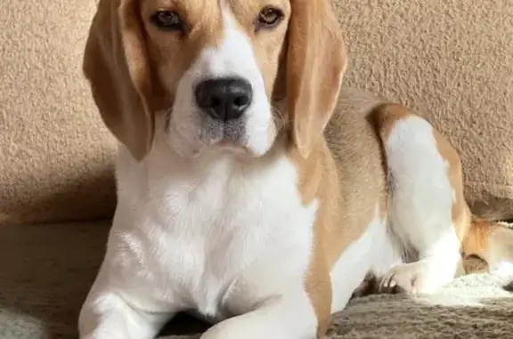 Beagle femelle disparue à Deury - photo