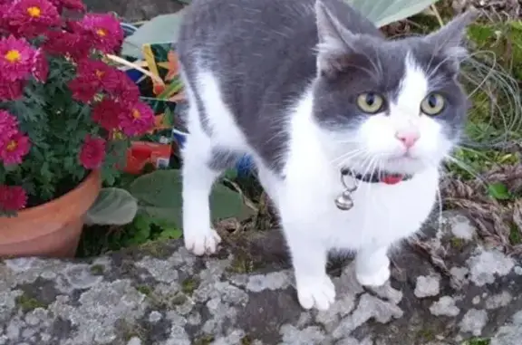 Animaux trouvés , photo: Minette grise et blanche trouvée à Bonvillet