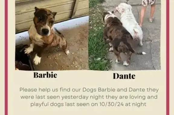 Lost Pitbulls: Brown Female & White Male