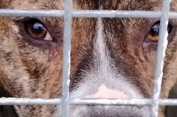 Chien mâle trouvé, docile, Morannes - photo