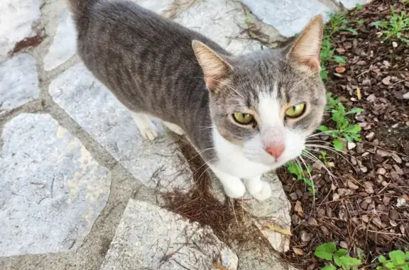 Chat blanc et gris trouvé à Alès - photo