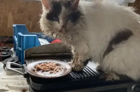 Animaux trouvés Auberives-sur-Varèze, photo: Chat tricolore blessé, câlin, Auberives