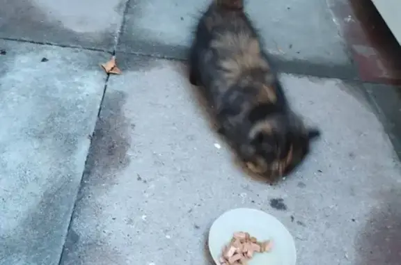 Chat trouvé à Châtel-Guyon : minette peureuse - photo
