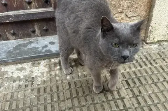 Gato encontrado , foto: Gato Gris Perdido en Montbrió del Camp