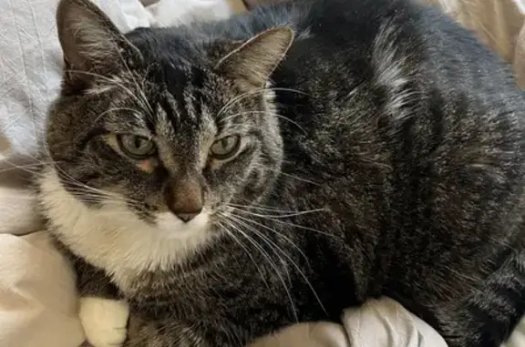 Lost Cat Alert: Male, Microchipped, Caledonia