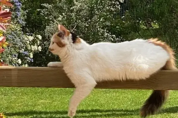 Chatte blanche disparue à Neauphle-le-Château - photo