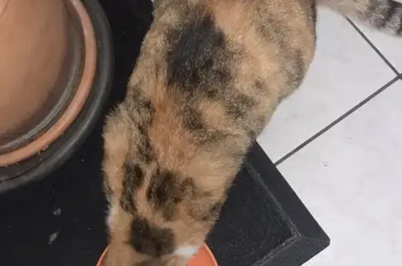 Jeune chatte sociable trouvée au Boupère - photo