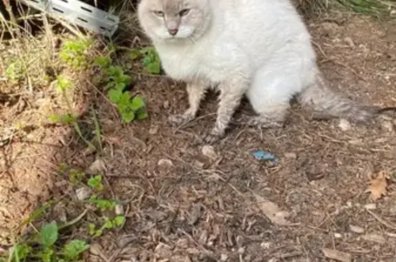 Chat castré 8-10 ans trouvé à Tabanac - photo