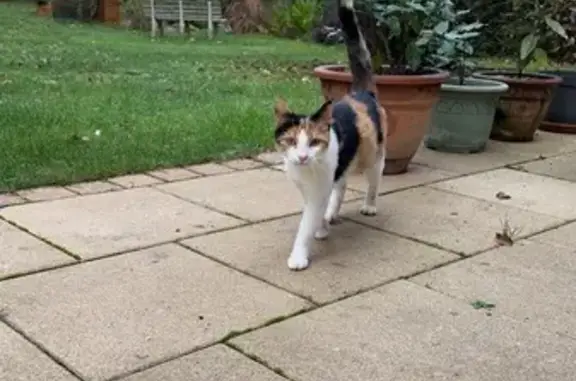 Chat trouvé Châtellerault, photo: Jeune chatte tricolore trouvée Châtellerault