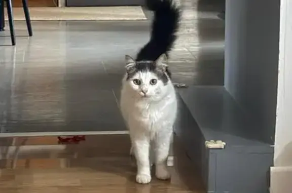 Chat perdu, , photo: Chat blanc/gris disparu à Draillant