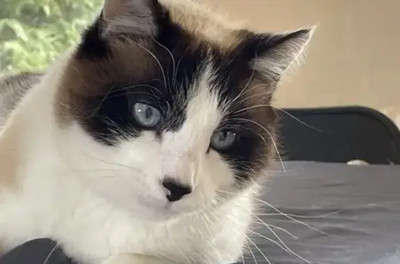 Chat perdu, Seiches-sur-le-Loir, photo: Chat perdu : Oky, mâle blanc/noir, pucé