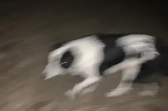 Chien noir et blanc trouvé à Neuvic - photo