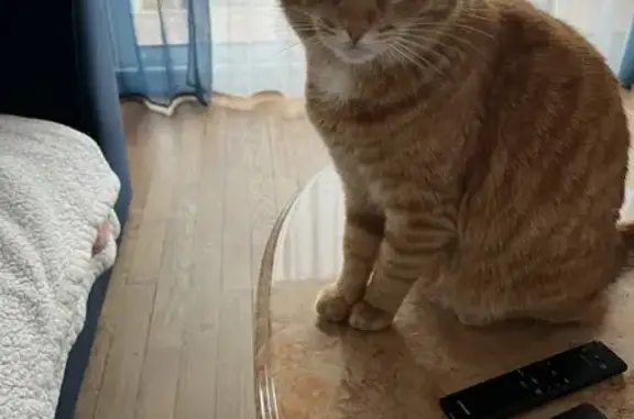 Chat roux 4 ans perdu à Sainte-Feyre - photo