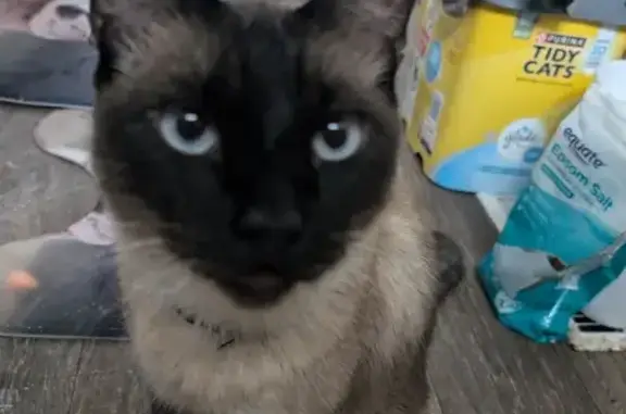 Lost Siamese Cat: South Broadway Area