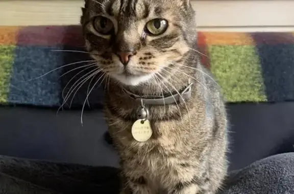 Chatte tigrée de 17 ans disparue - photo