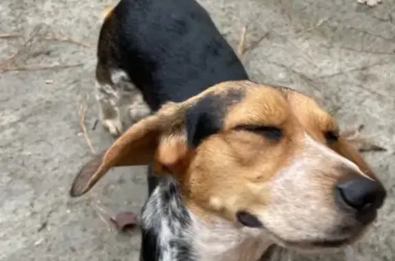 Found Beagle Mix on Larch Pine Dr, Duluth