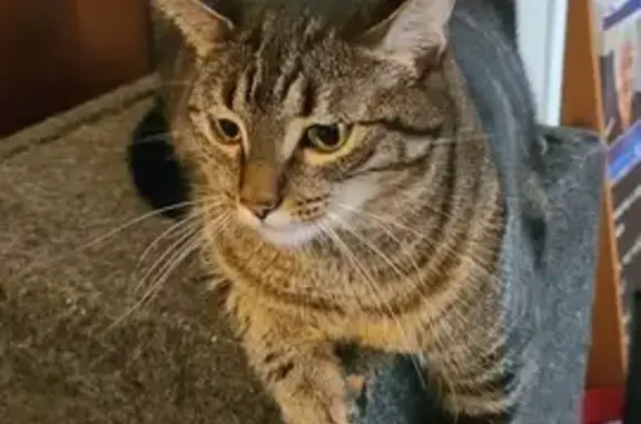 Missing Tabby Cat: Brock in Gloversville