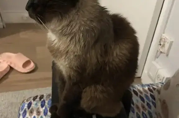 Chat perdu, Laval, photo: Siamois âgé perdu à Laval
