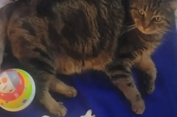 Chat tigré disparu à Fleuré - photo
