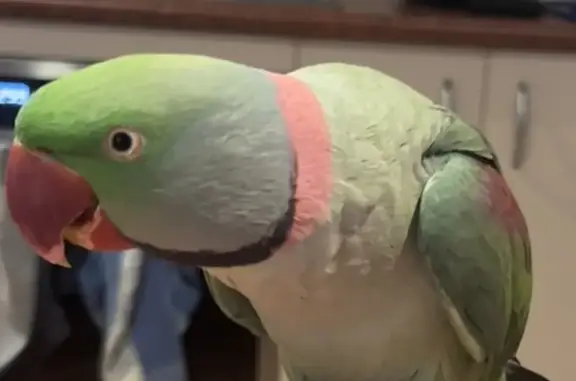 Lost Alexandrine Parrot Found...