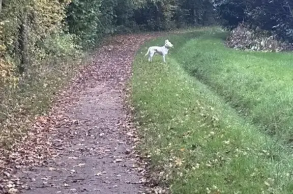 Chien mâle blanc craintif vu à Bondoufle - photo
