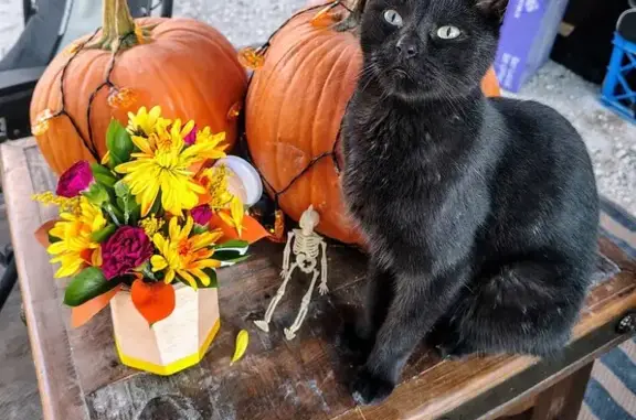 Missing Black Cat: Eeyore Needs Your Help