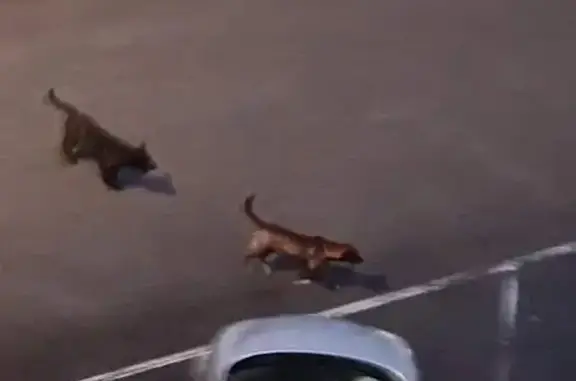 Chiens errants sans collier à Audincourt - photo