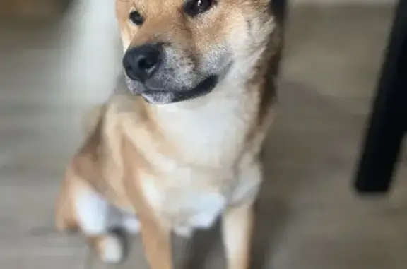 Chien perdu Pont-Sainte-Maxence, photo : Shiba inu marron perdu à Pont-Sainte-Maxence