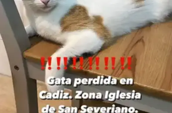 ¡Gato Perdido en Calle Tolosa, Cádiz!