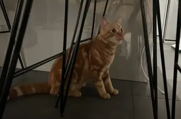 Animaux trouvés Mérignac, photo: Chat trouvé ce soir à Mérignac