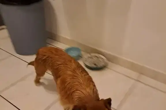 Chien caramel trouvé à Trélazé - photo