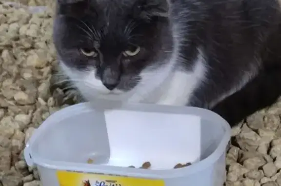 Chat trouvé en forme Rue de Montdidier - photo