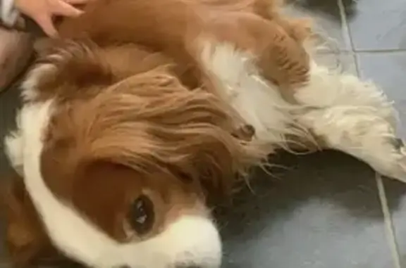 Chien disparu à Plouguiel : Cavalier King Charles - photo