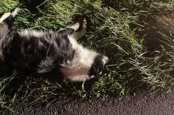 Chien trouvé, urgent, Rouillac - photo