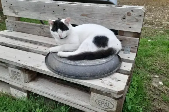 Chat mâle blanc/noir trouvé à Nice - photo