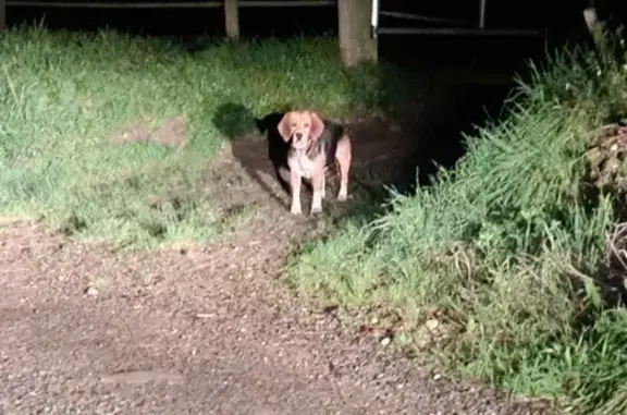 Chien errant avec collier à Chartrettes - photo